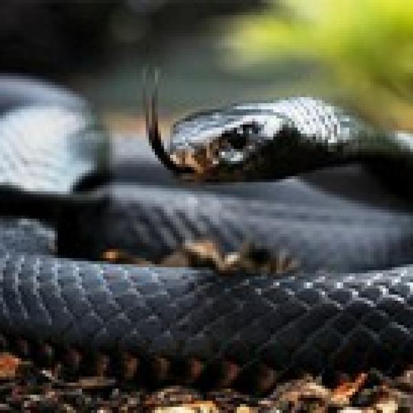 Snakebite Project