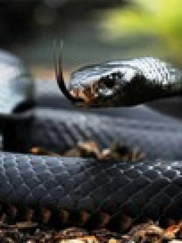 Snakebite Project